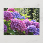Mooie Roze en Blauwe Hydrangea Flowers Briefkaart (Voorkant)