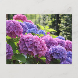 Mooie Roze en Blauwe Hydrangea Flowers Briefkaart