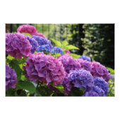 Mooie Roze en Blauwe Hydrangea Flowers Perfect Poster (Voorkant)