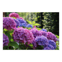 Mooie Roze en Blauwe Hydrangea Flowers
