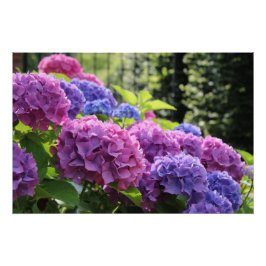 Mooie Roze en Blauwe Hydrangea Flowers Perfect Poster