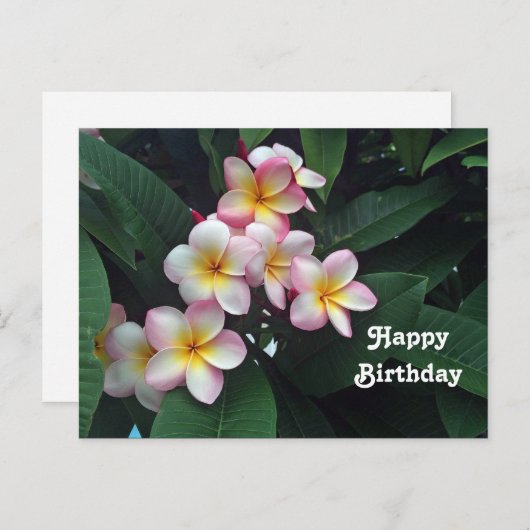 Mooie Roze en Gele Plumeria Bloemige Verjaardag Briefkaart (Voorkant / Achterkant)