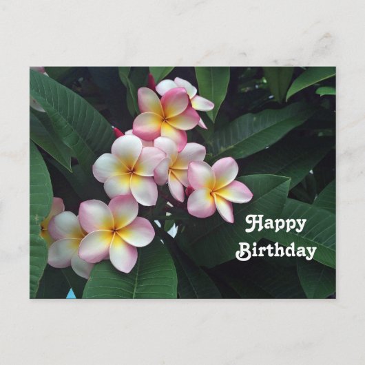 Mooie Roze en Gele Plumeria Bloemige Verjaardag Briefkaart (Voorkant)