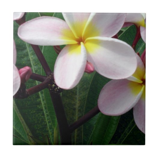 Mooie Roze en gele Plumeria Kitchen Tile Tegeltje (Voorkant)