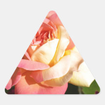 Mooie roze en gele roos bloem. Bloem