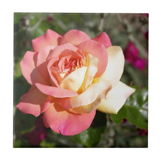 Mooie roze en gele roos bloem. Bloem Tegeltje (Voorkant)