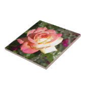 Mooie roze en gele roos bloem. Bloem Tegeltje (Zijkant)