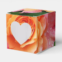 Mooie roze en oranje roos foto