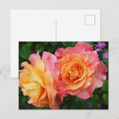 Mooie roze en oranje roos foto briefkaart (Voorkant / Achterkant)