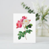 Mooie roze en witte rozen van Redoute Briefkaart (Staand voorkant)