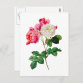 Mooie roze en witte rozen van Redoute Briefkaart (Voorkant / Achterkant)