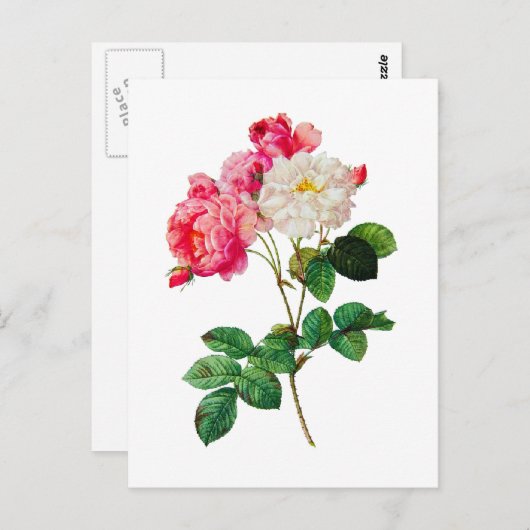 Mooie roze en witte rozen van Redoute Briefkaart (Voorkant / Achterkant)
