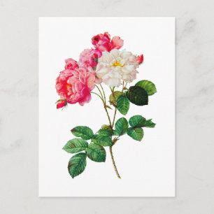 Mooie roze en witte rozen van Redoute Briefkaart