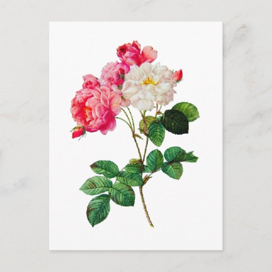 Mooie roze en witte rozen van Redoute Briefkaart (Voorkant)