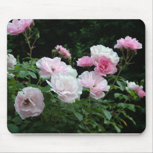 mooie roze en witte rozenstruiken. Bloemrijk, Muismat