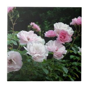 mooie roze en witte rozenstruiken. Bloemrijk, Tegeltje