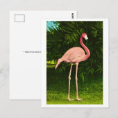 Mooie roze flamingo briefkaart (Voorkant / Achterkant)