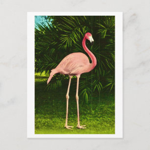 Mooie roze flamingo briefkaart