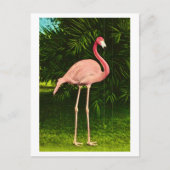 Mooie roze flamingo briefkaart (Voorkant)