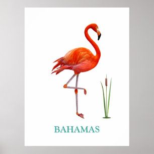Mooie Roze Flamingovogel & Rietplant op Wit Poster