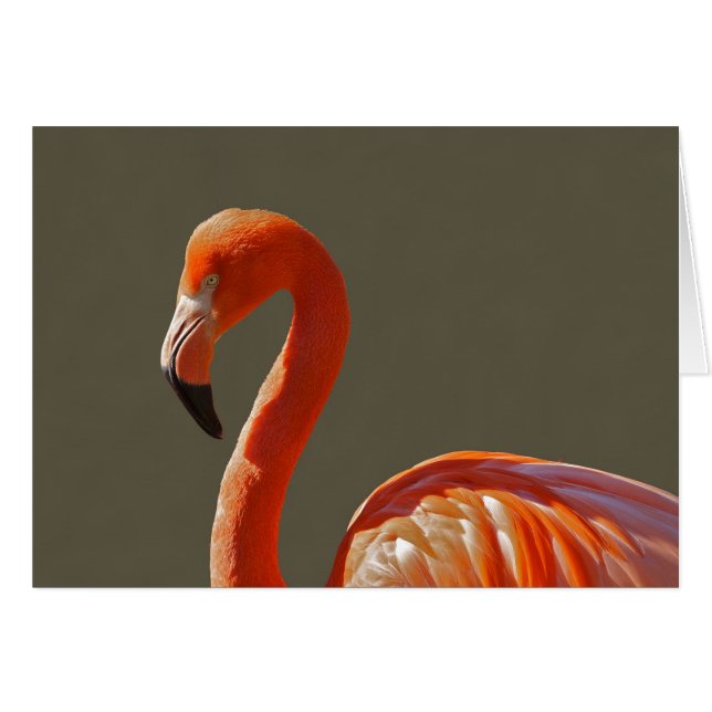 Mooie roze flamingvogel (Voorkant Horizontaal)