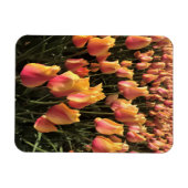 Mooie Roze & Gele Tulpen Magneet (Horizontaal)
