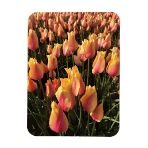 Mooie Roze & Gele Tulpen Magneet