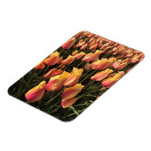 Mooie Roze & Gele Tulpen Magneet (Linkerzijde)