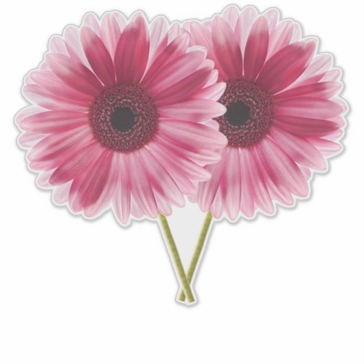 Mooie Roze Gerbera Daisies Contour Sticker (Voorkant)