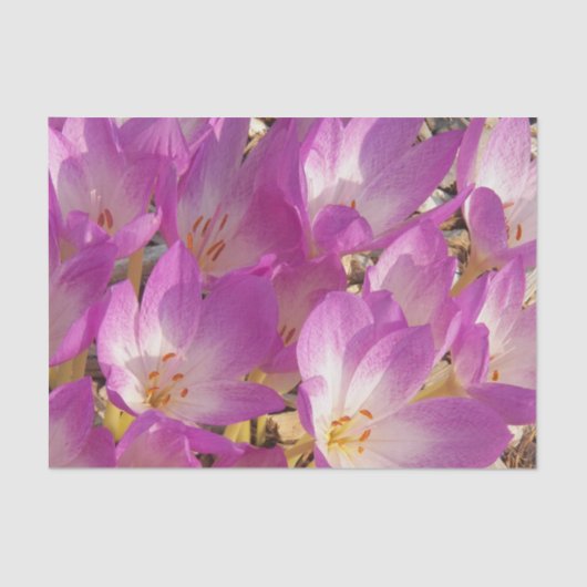 Mooie roze herfst krokussen Bloemen Tissuepapier (Voorkant)