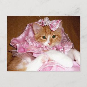 Mooie Roze Kitten Ansichtkaart Briefkaart