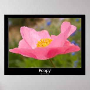 Mooie Roze Klaproos Close-Up Foto Poster