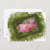 Mooie Roze Klaproos Foto Briefkaart (Voorkant / Achterkant)