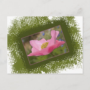 Mooie Roze Klaproos Foto Briefkaart