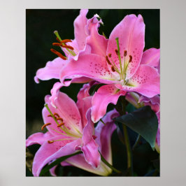 Mooie Roze Lelie Bloesem Bloemen Poster