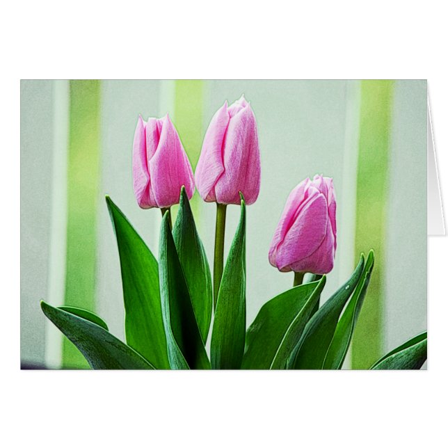 Mooie roze lentemelroze tulpjes, groene bladeren (Voorkant Horizontaal)