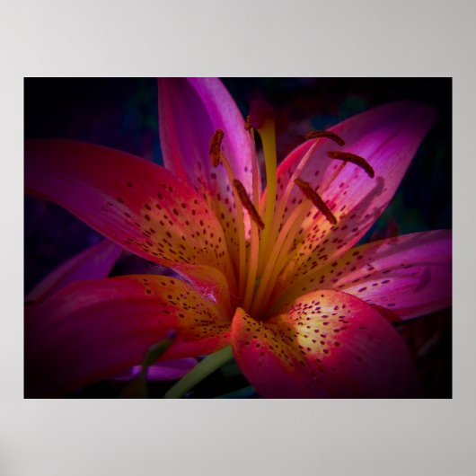 Mooie Roze Lily Poster (Voorkant)