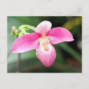 Mooie roze orchidee feestdagenkaart