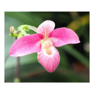 Mooie roze orchidee foto afdruk
