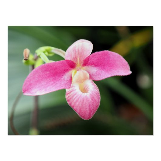 Mooie roze orchidee perfect poster (Voorkant)