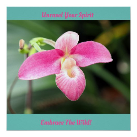 Mooie roze orchidee perfect poster (Voorkant)
