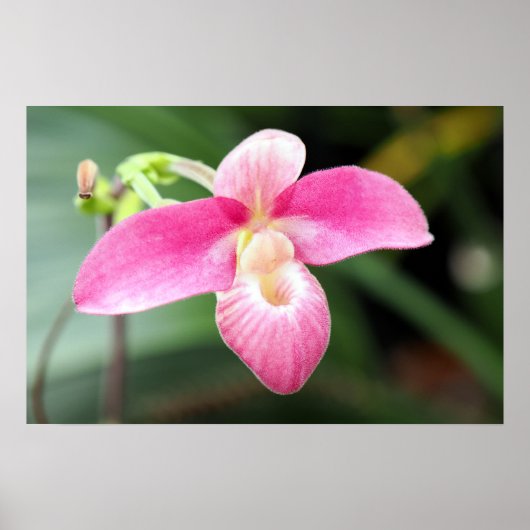 Mooie roze orchidee poster (Voorkant)