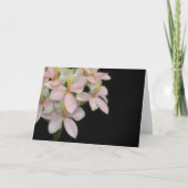 Mooie roze orchidee ventilator op zwart - witte Ka Bedankkaart (Voorkant)