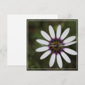 Mooie Roze Osteosperum Jouw tekst Platte Kaart (Voorkant / Achterkant)