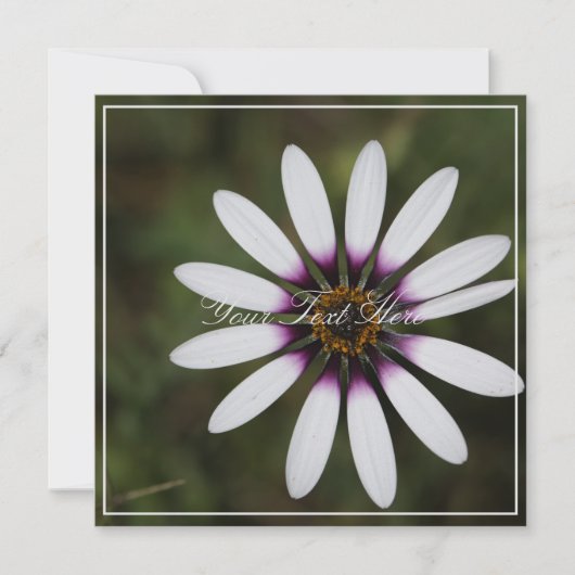 Mooie Roze Osteosperum Jouw tekst Platte Kaart (Voorkant)