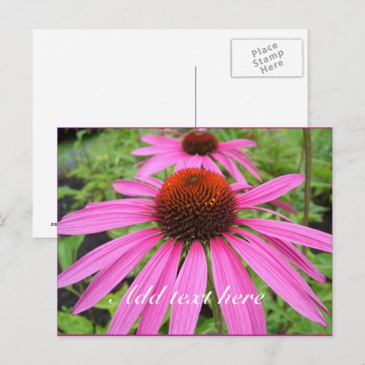 mooie roze paarse bloemen briefkaart (Voorkant / Achterkant)