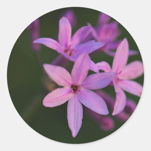 Mooie Roze Paarse Bloemen Sticker (Voorkant)
