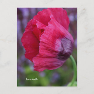 Mooie roze & Paarse klaproos Briefkaart