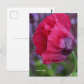 Mooie roze & Paarse klaproos Briefkaart (Voorkant / Achterkant)