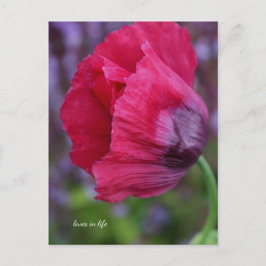 Mooie roze & Paarse klaproos Briefkaart (Voorkant)